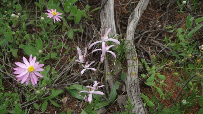 Caladenia - Spider Orchid-7-Sep-2018p0003.JPG